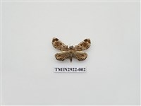 藏品(夜蛾208)的圖片